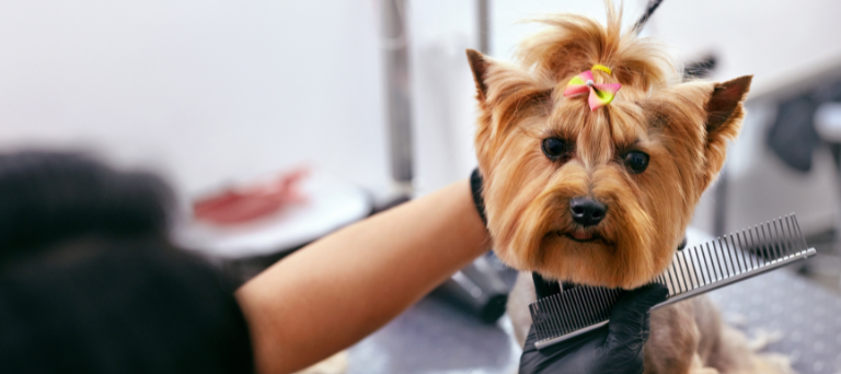 pet grooming franchise